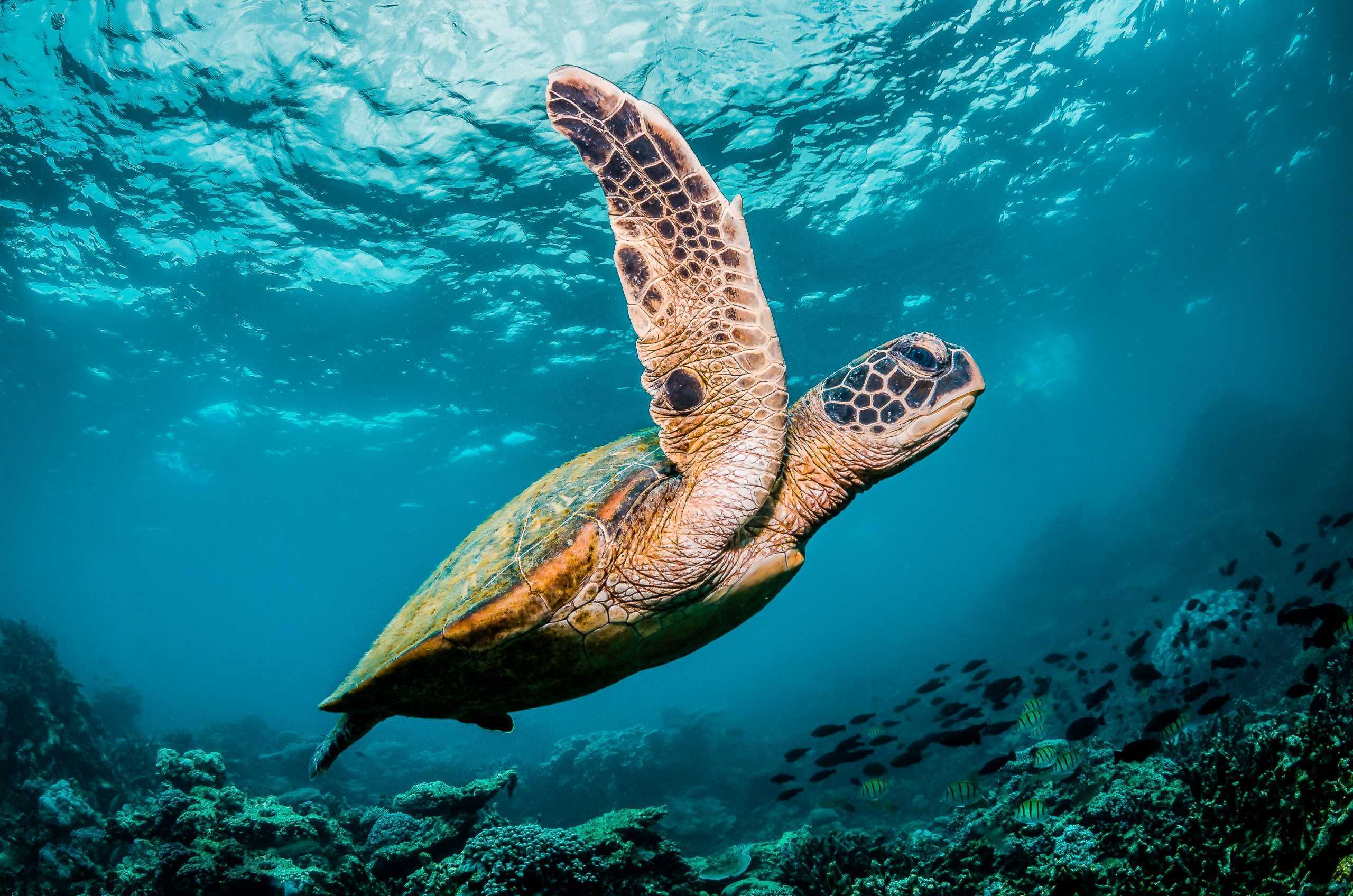 Green sea turtle swimming around colorful coral reef formations in the wild Excursion Tortues