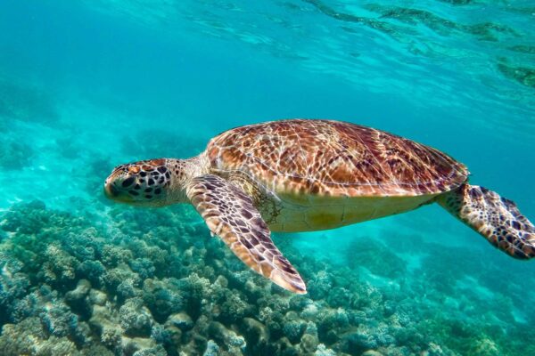 sortie-tortues-martinique Excursion Tortues