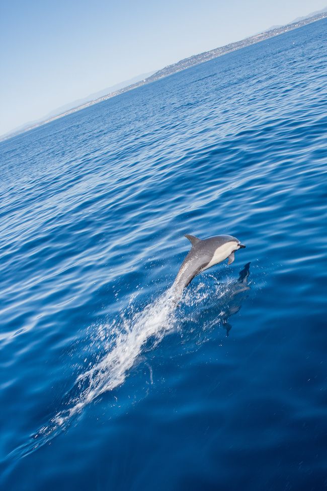 nager avec les dauphins en martinique