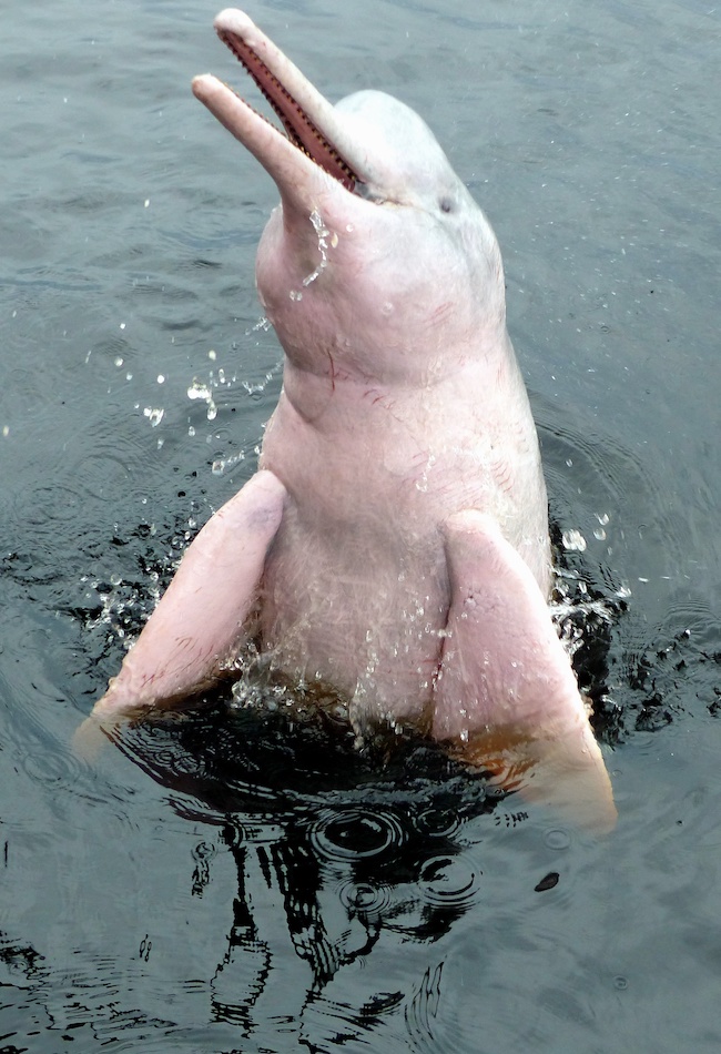 dauphin boutou amazone