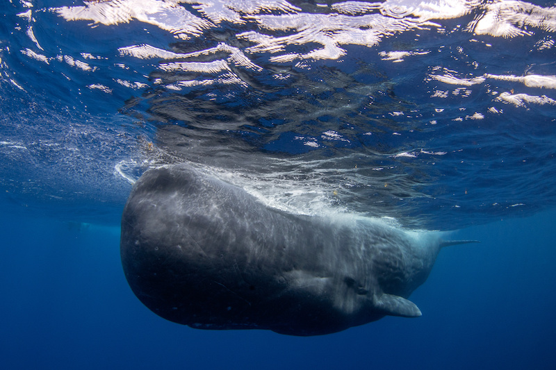 grand cachalot martinique
