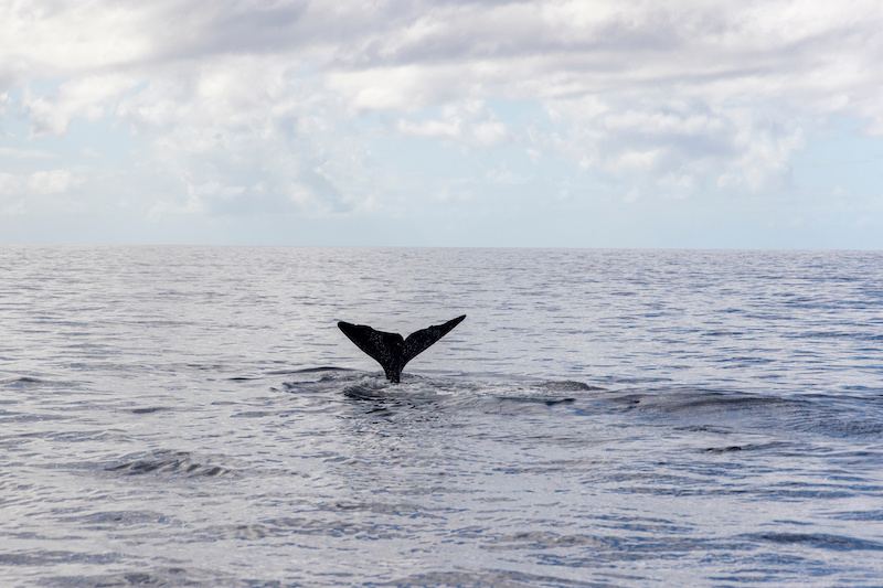 nageoire cachalot pygmee