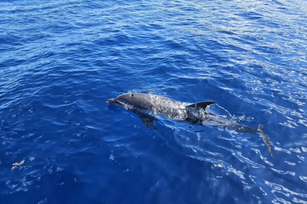 nager-dauphin nager-dauphin