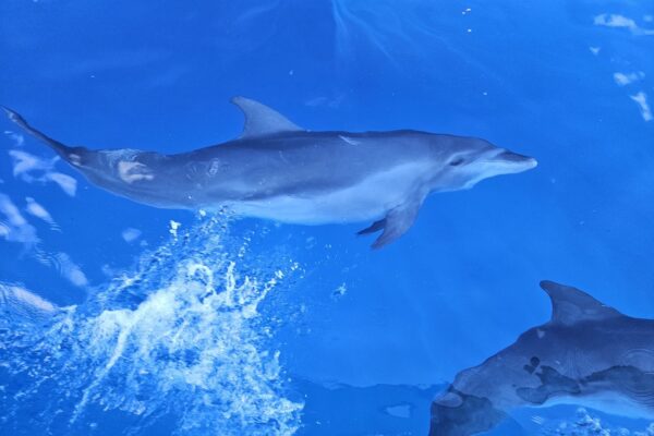 voir-dauphin voir-dauphin